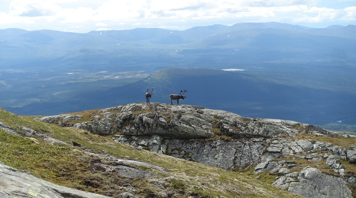 Zwei Rehe stehen auf grünen Hügeln in Norwegen oder Schweden, umgeben von der weiten, grünen Landschaft. | © Heinrich Kröniger 2024